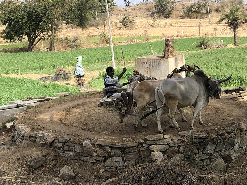 This man is using oxen to “pump” water from a well to irrigate his fields.