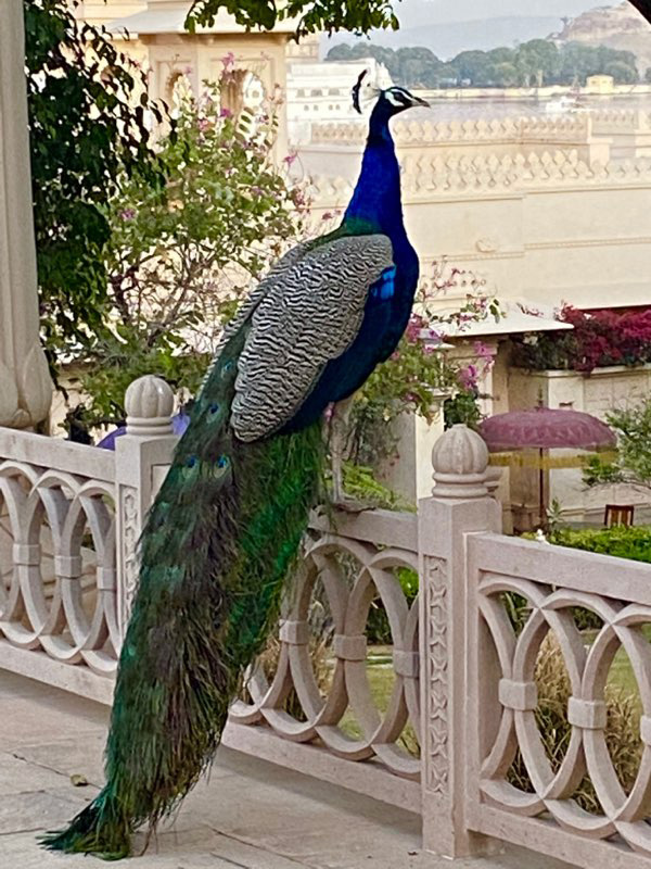 Peacocks roam wild. Their tail feathers are believed to bring good luck and prosperity.